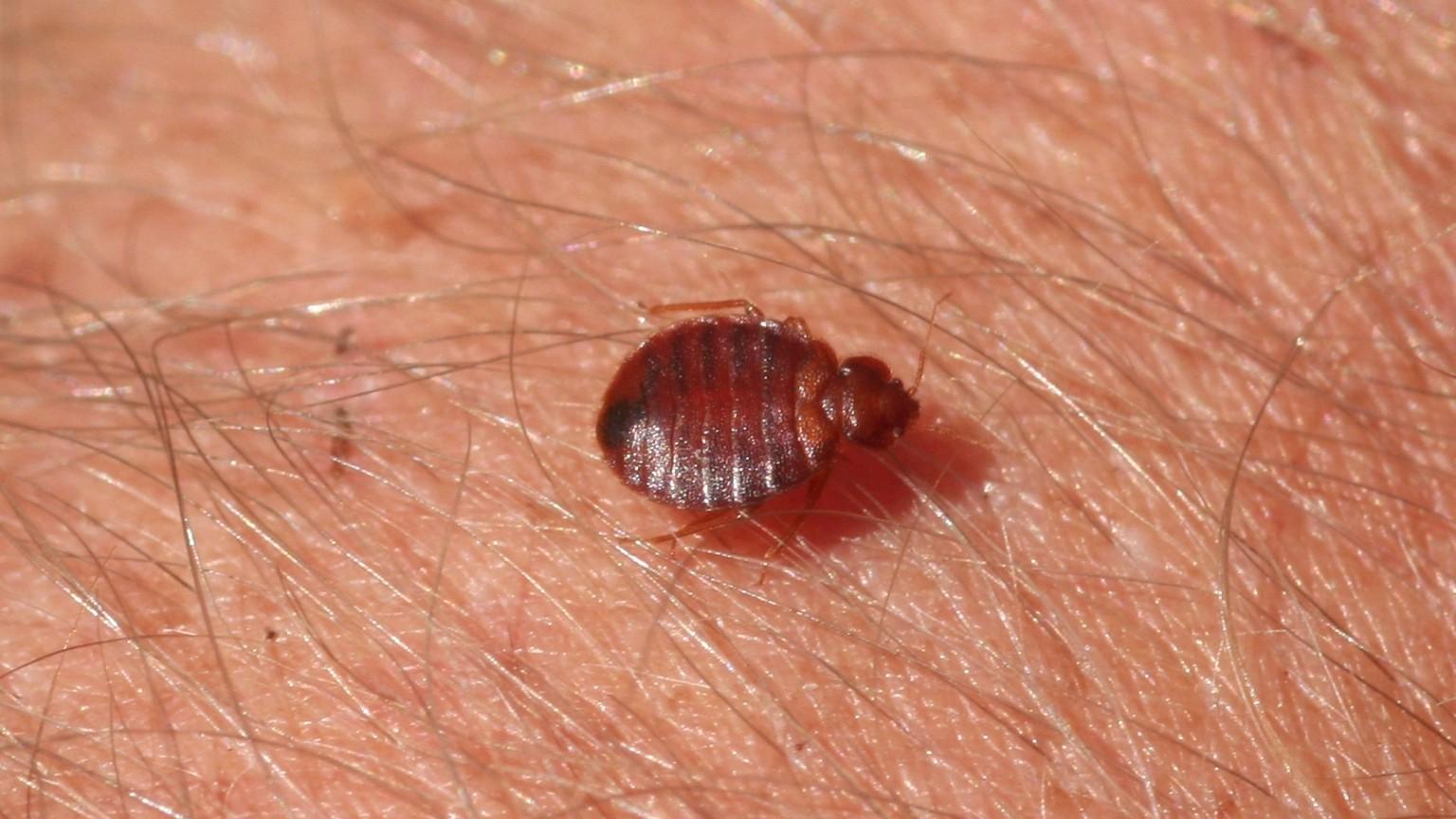 Bedbugs Removal Services in Dubai