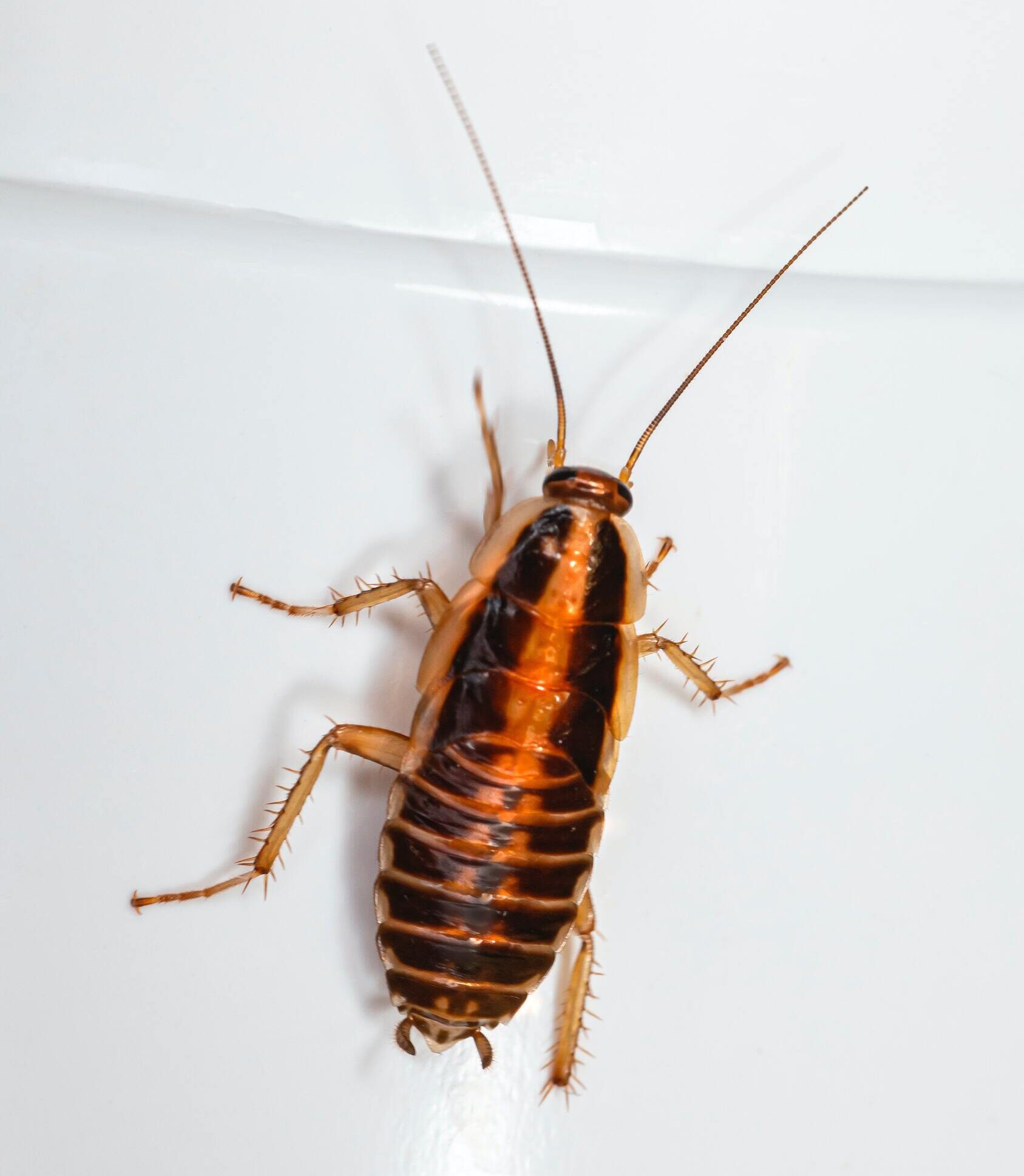 Cockroaches Control 