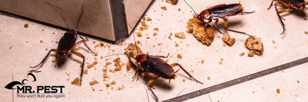 Cockroach control in commercial areas